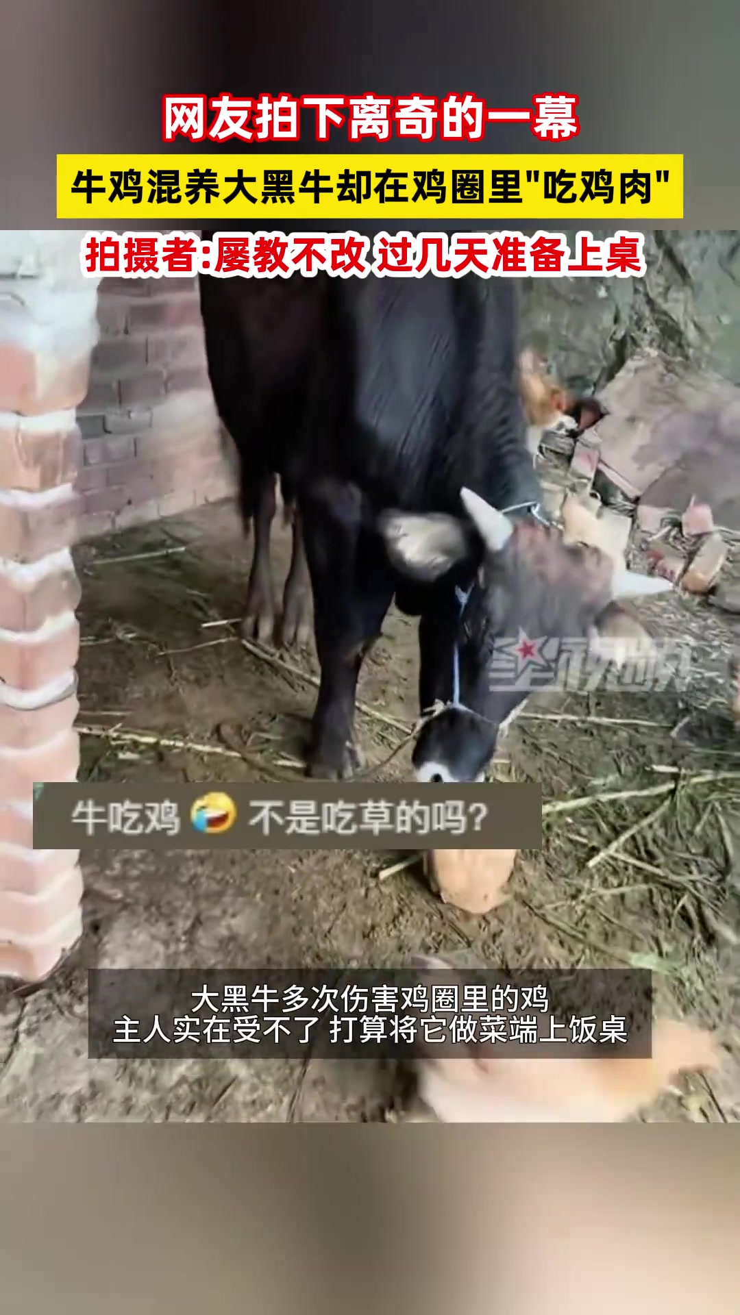 牛鸡混养大黑牛却在鸡圈里吃鸡肉