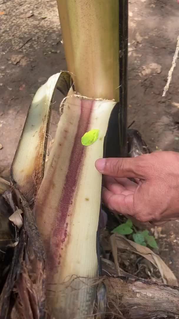 一只罕见睡得正香的红眼树蛙颜色太漂亮了