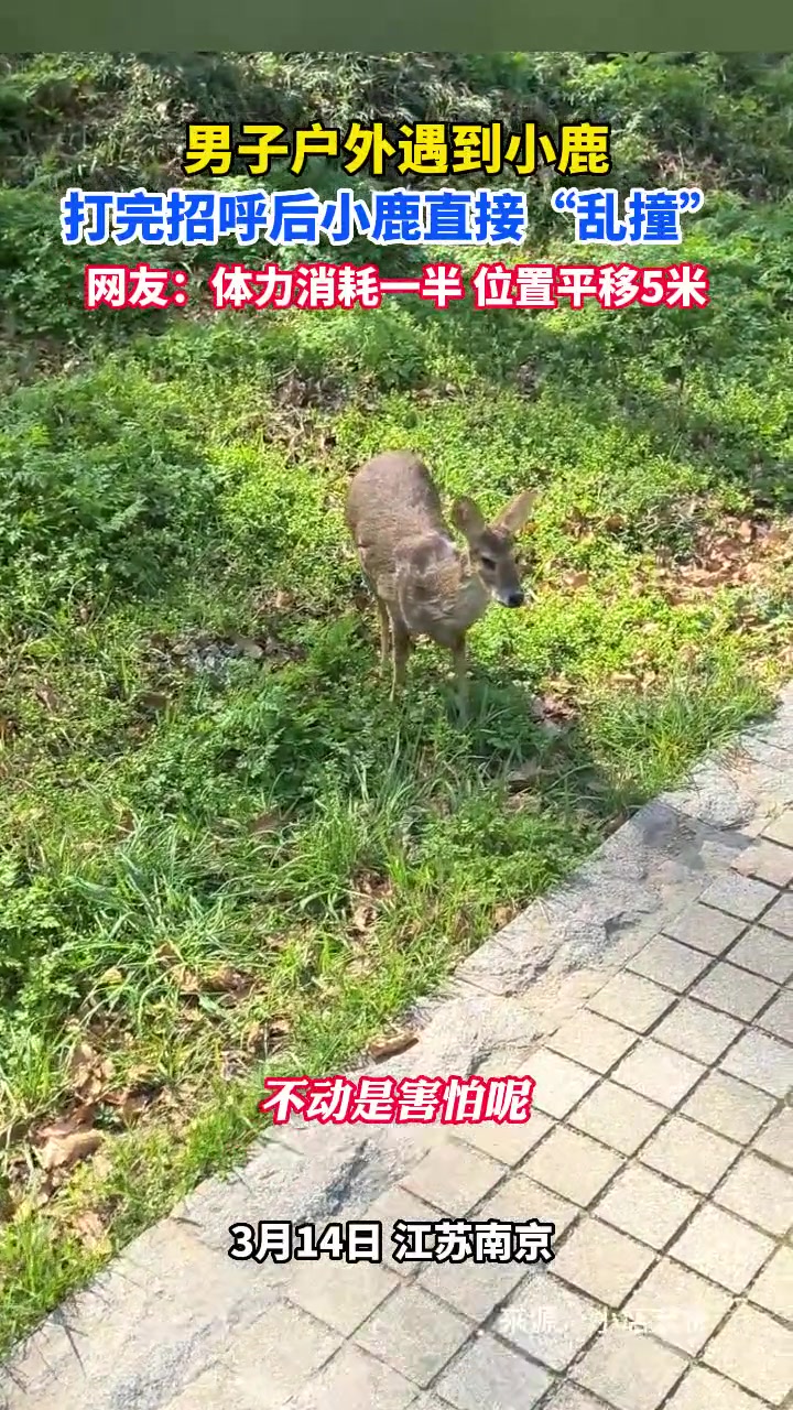 原来小鹿乱撞还真有其事果然古人诚不欺我