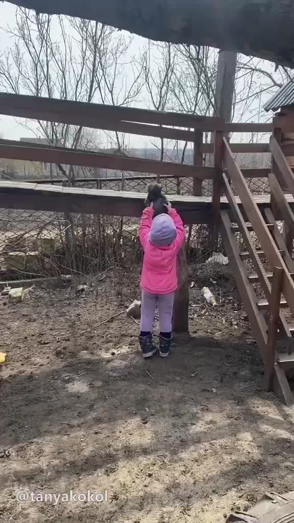 狗狗幼崽和人类幼崽一起玩滑梯