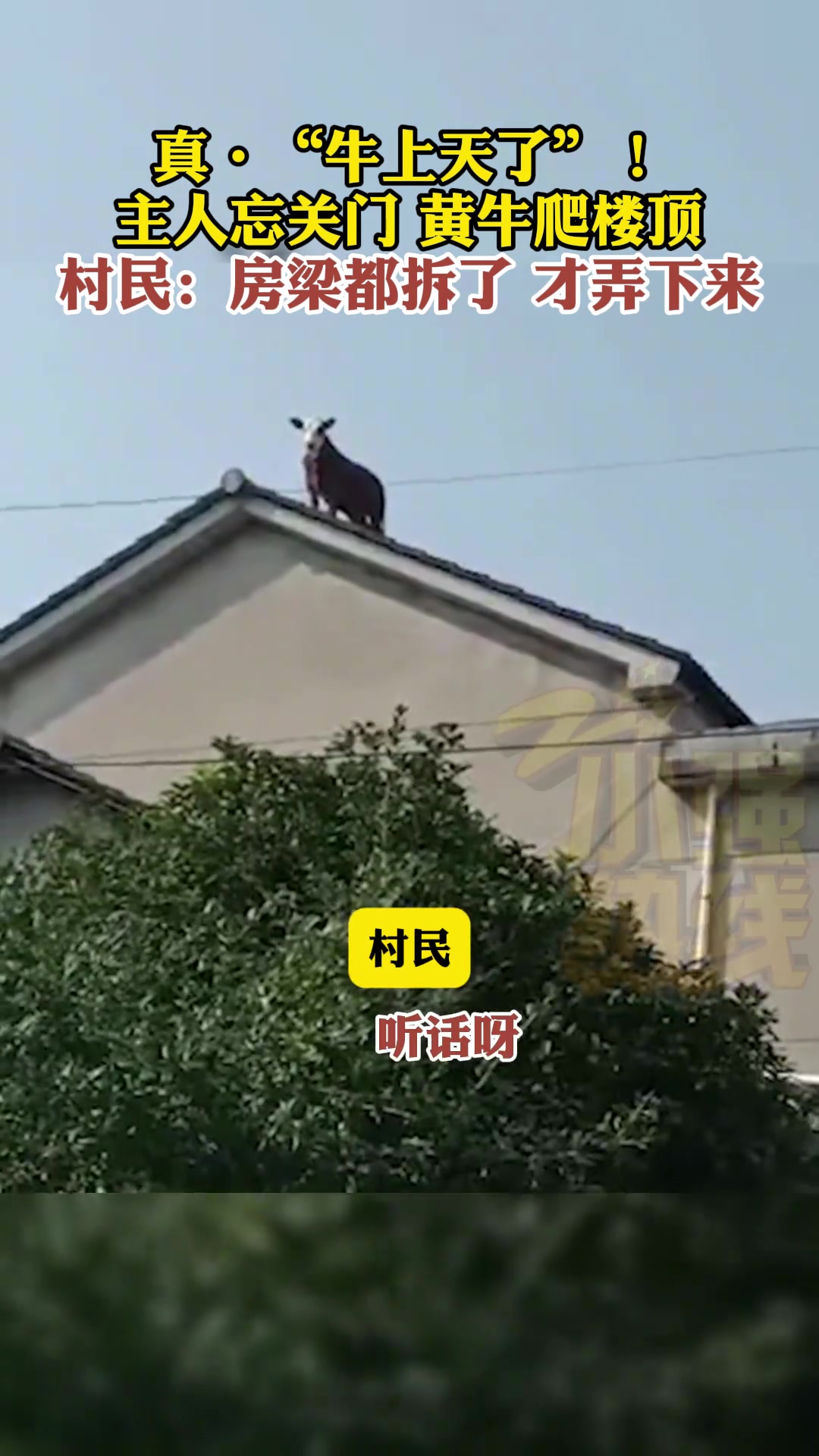 真“牛上天了”！主人忘关门黄牛竟爬上了屋顶