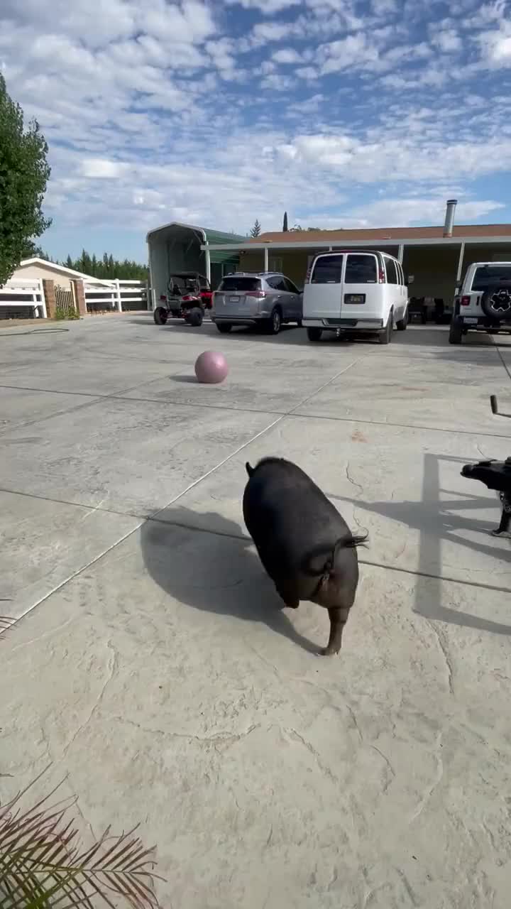宠物猪猪玩球，结果一不小心把自己玩成了一个“球”