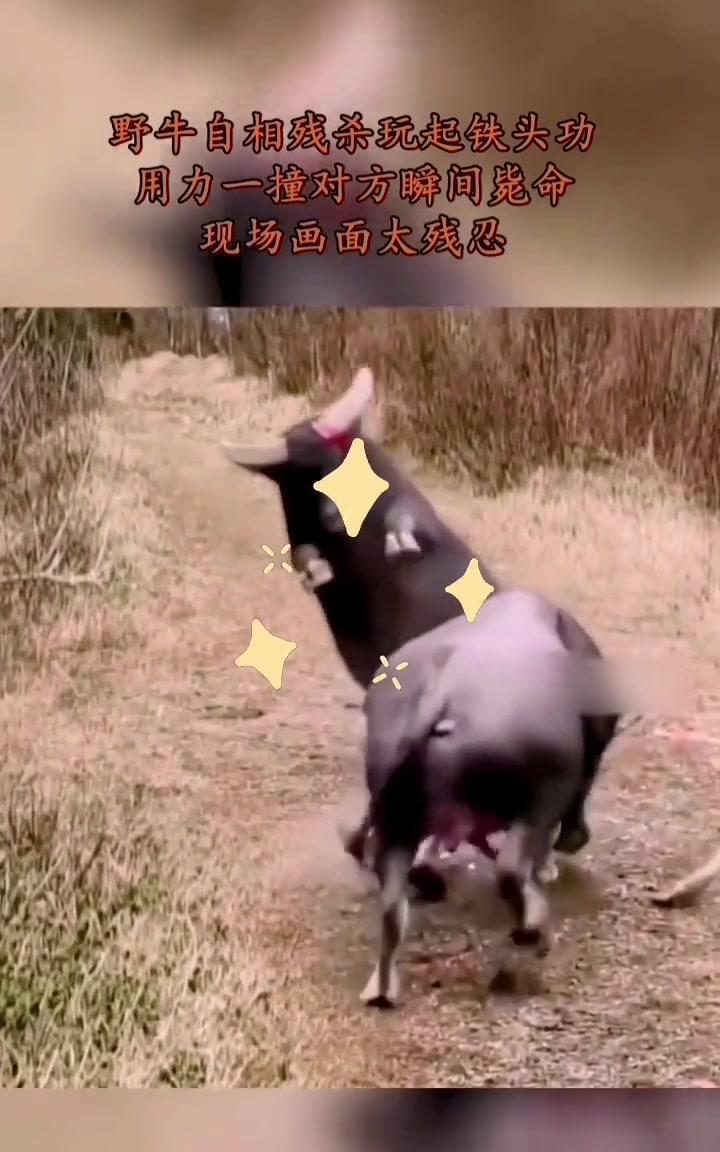野牛玩起铁头功，对方瞬间毙命
