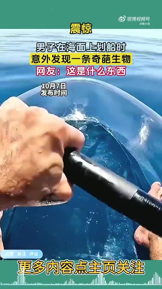 男子在海面上划船时，意外发现一条奇葩生物，网友：这是什么