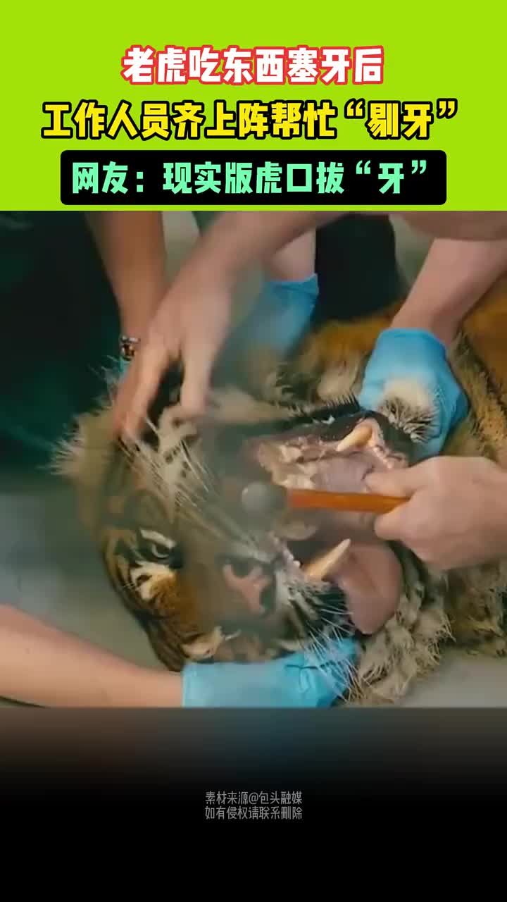 老虎吃东西塞牙后，工作人员齐上阵帮忙“剔牙”！