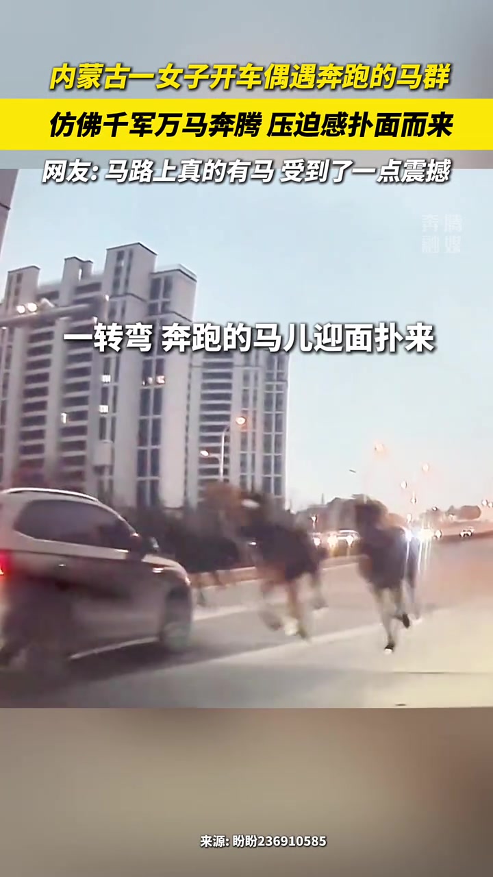 一女子开车偶遇奔跑的马群仿佛千军万马奔腾压迫感扑面而来！