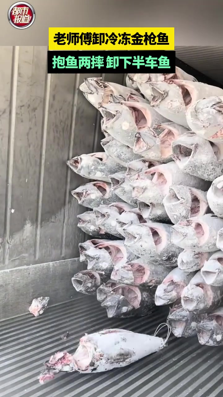 老师傅卸金枪鱼，两摔卸下半车鱼！！