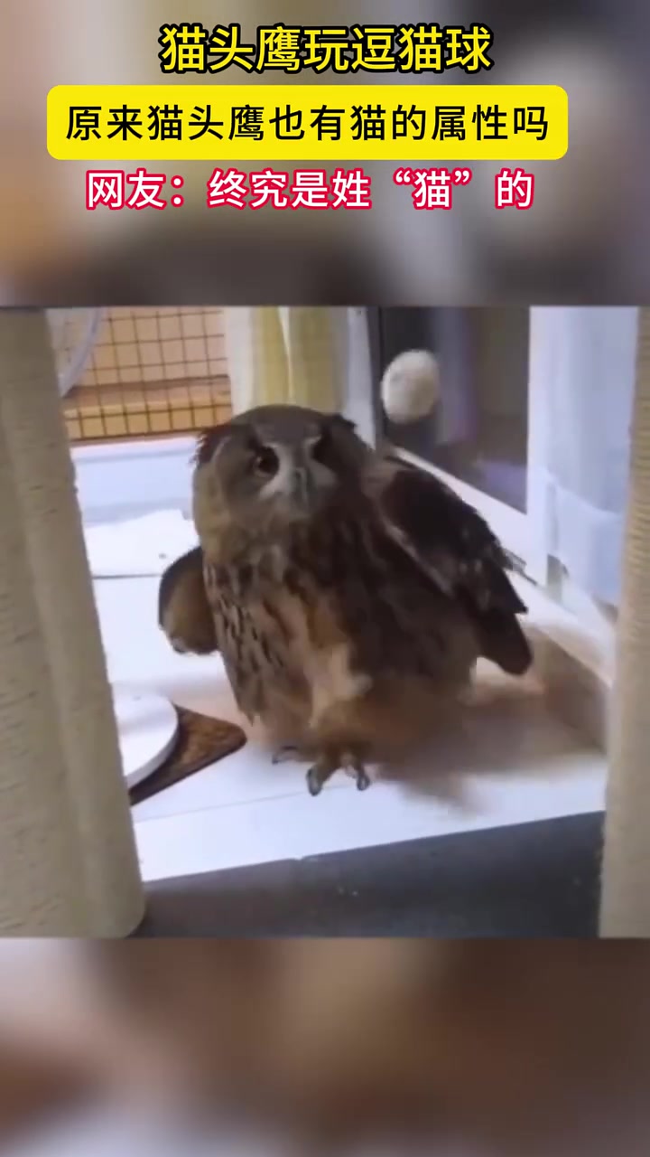 猫头鹰也爱玩逗猫球网友：毕竟都是姓“猫”