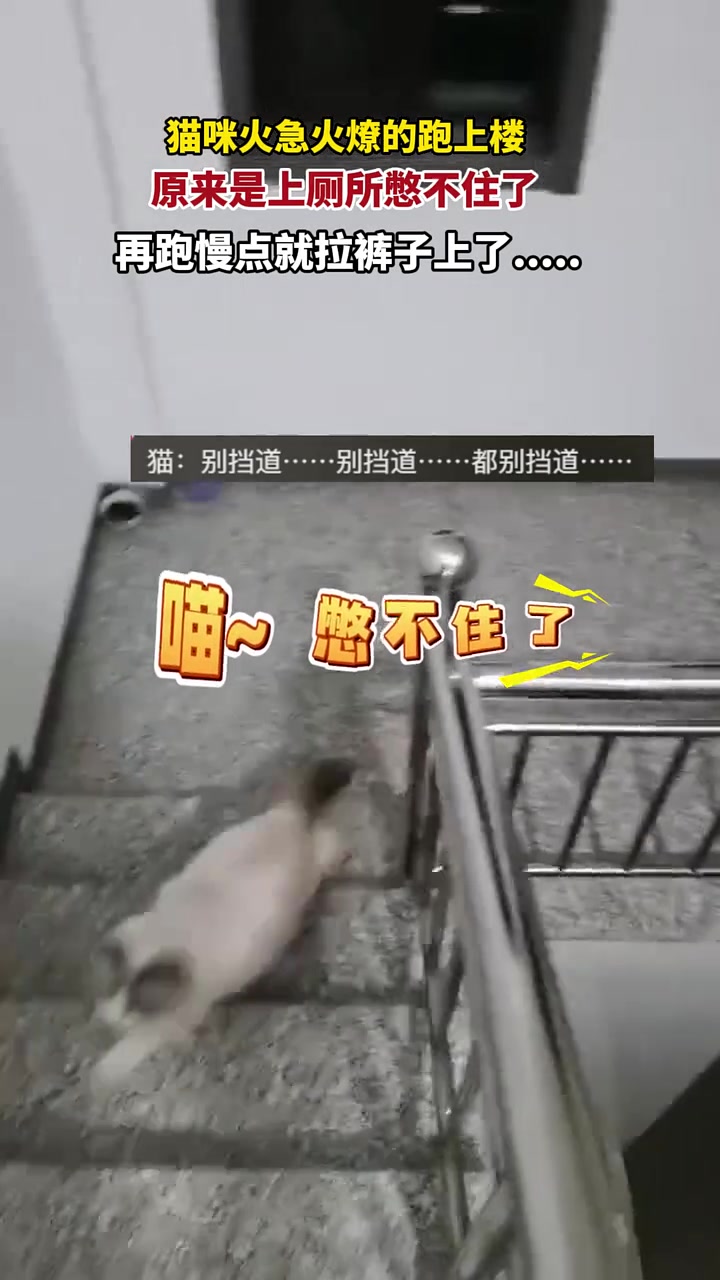 猫咪火急火燎的跑上楼，原来是上厕所憋不住了