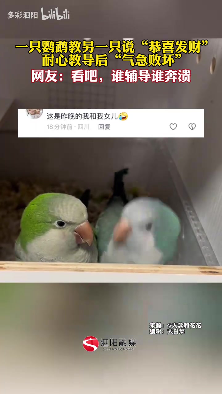 一只鹦鹉教另一只说“恭喜发财”，耐心教导后“气急败坏”