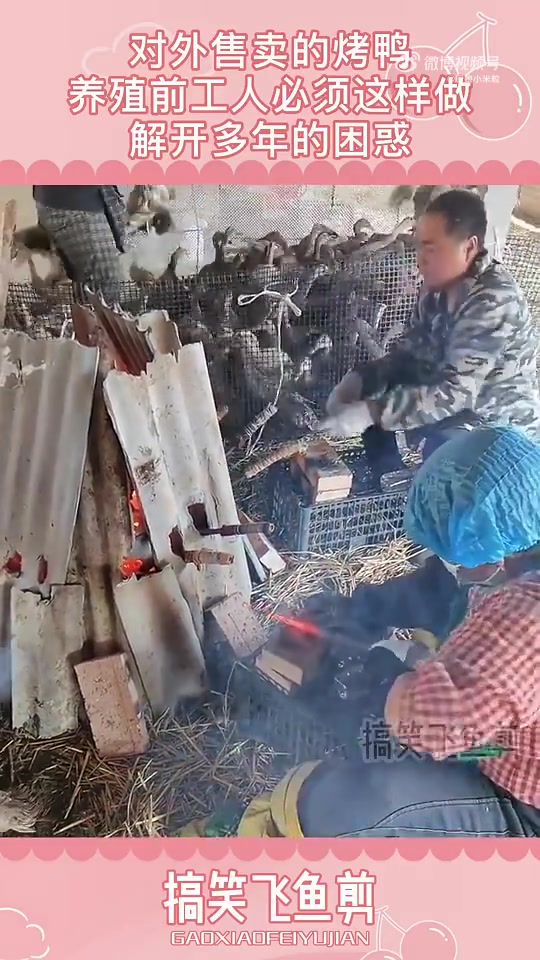 有没有人知道，给鸭子抓住划拉这两下是做啥的！！
