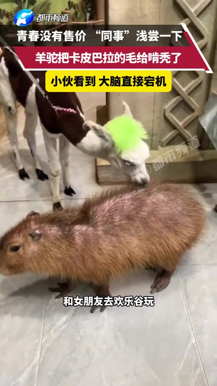 救命！羊驼把卡皮巴拉的毛当草给啃秃了！！！