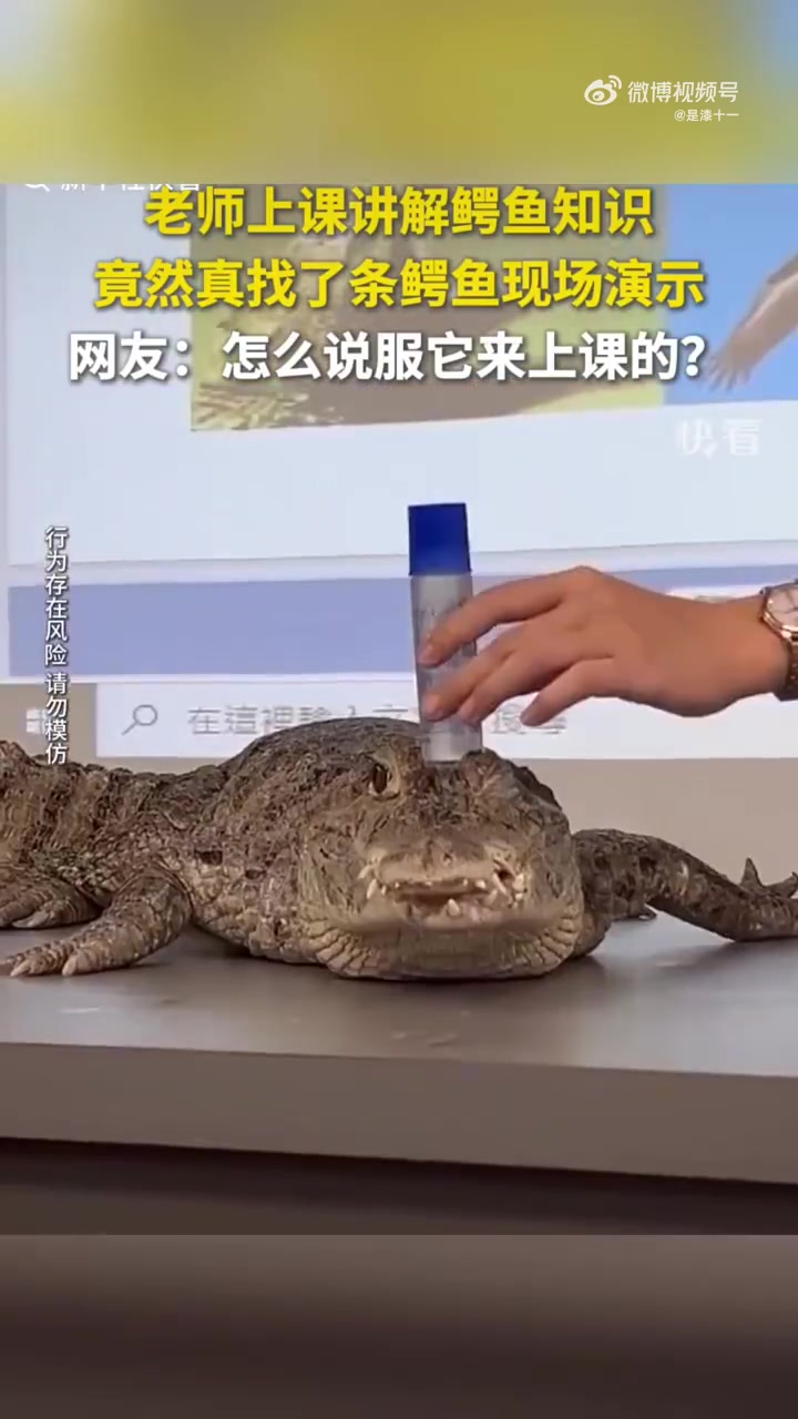老师上课讲解鳄鱼知识，竟然找了条真鳄鱼现场演示！！！