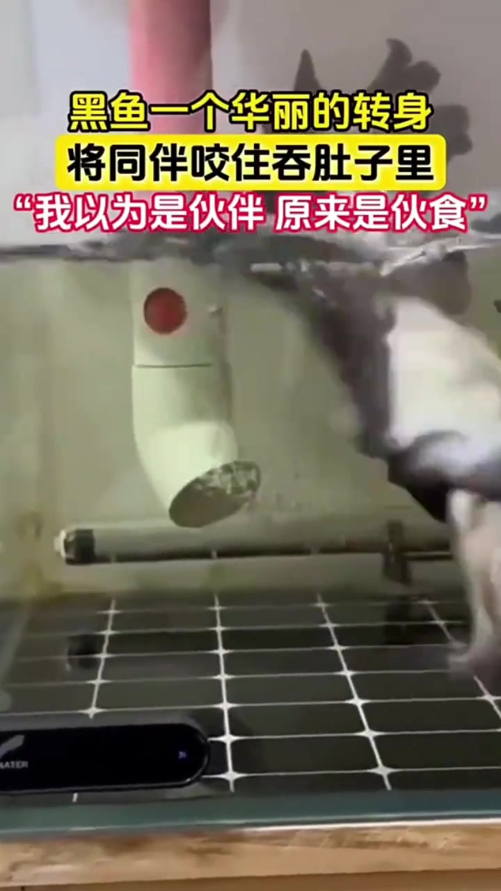 黑鱼一个华丽的转身将同伴咬住吞进肚子里