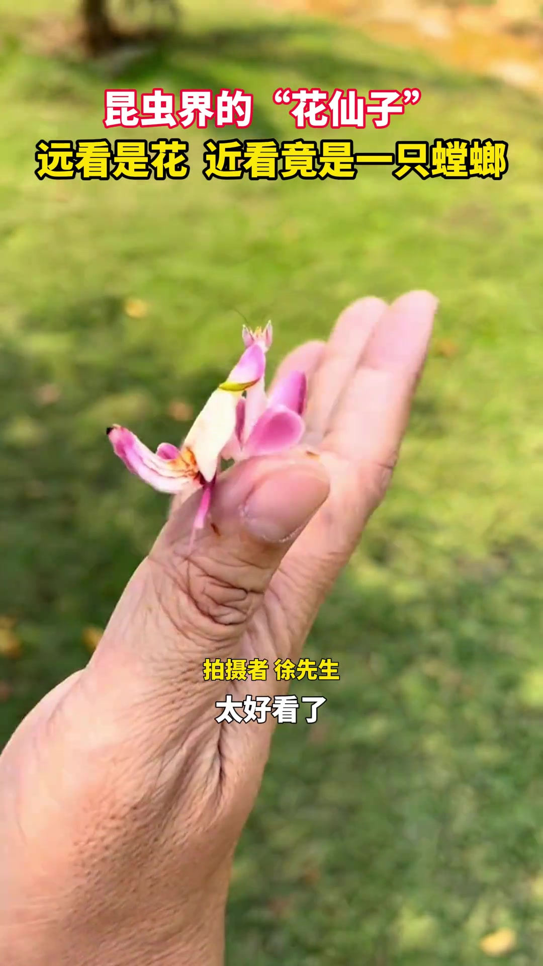 昆虫界“花仙子”远看是花近看竟是一只螳螂