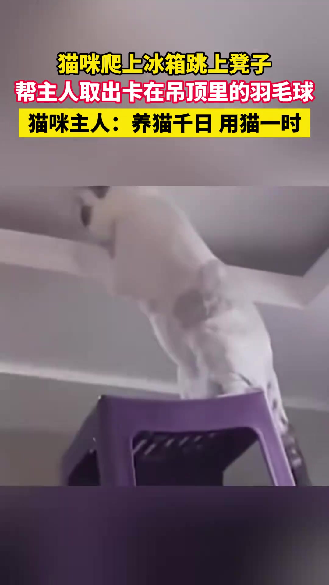 “养猫千日用猫一时”