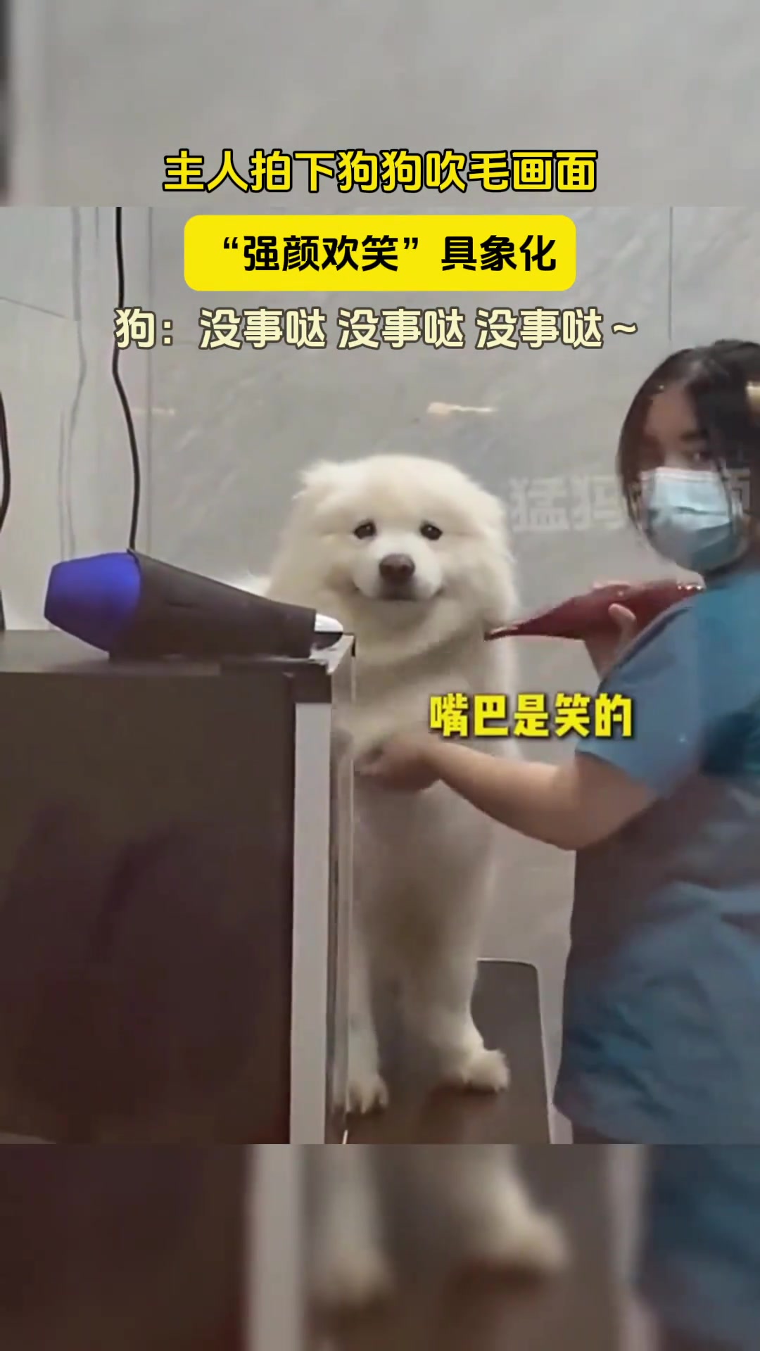 主人拍下狗狗吹毛画面“强颜欢笑”具象化狗：没事哒没事哒