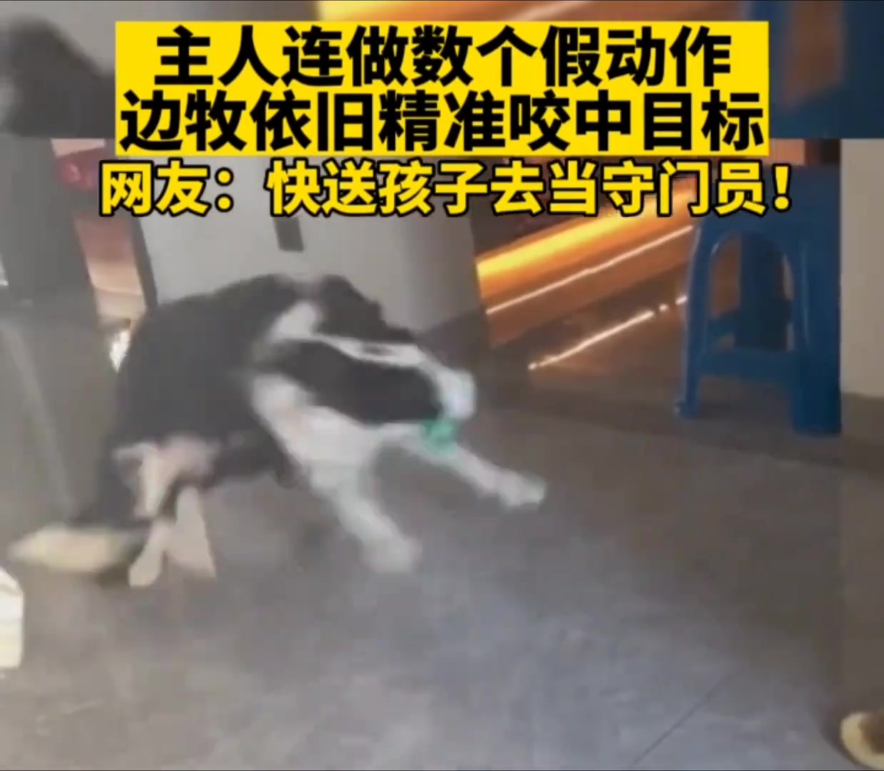 主人连做数个假动作边牧依旧精准咬住目标