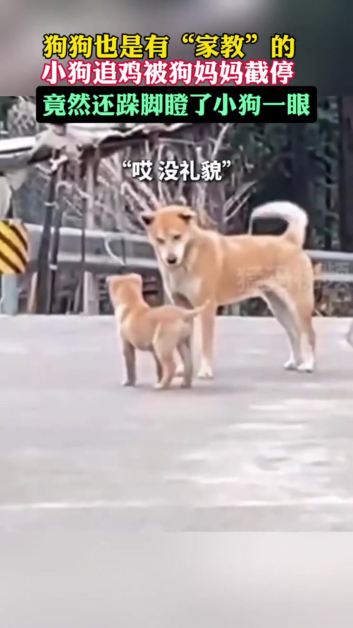 哈哈，这狗妈表情很到位