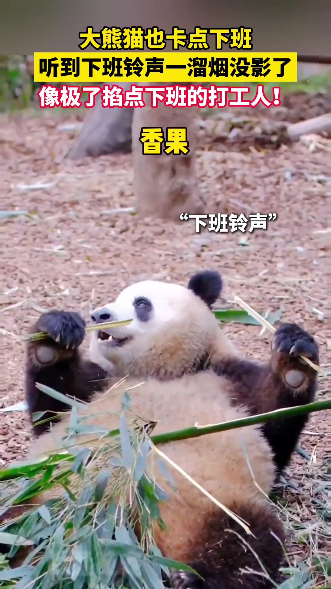 大熊猫也卡点下班，听到下班铃声一溜烟没影了