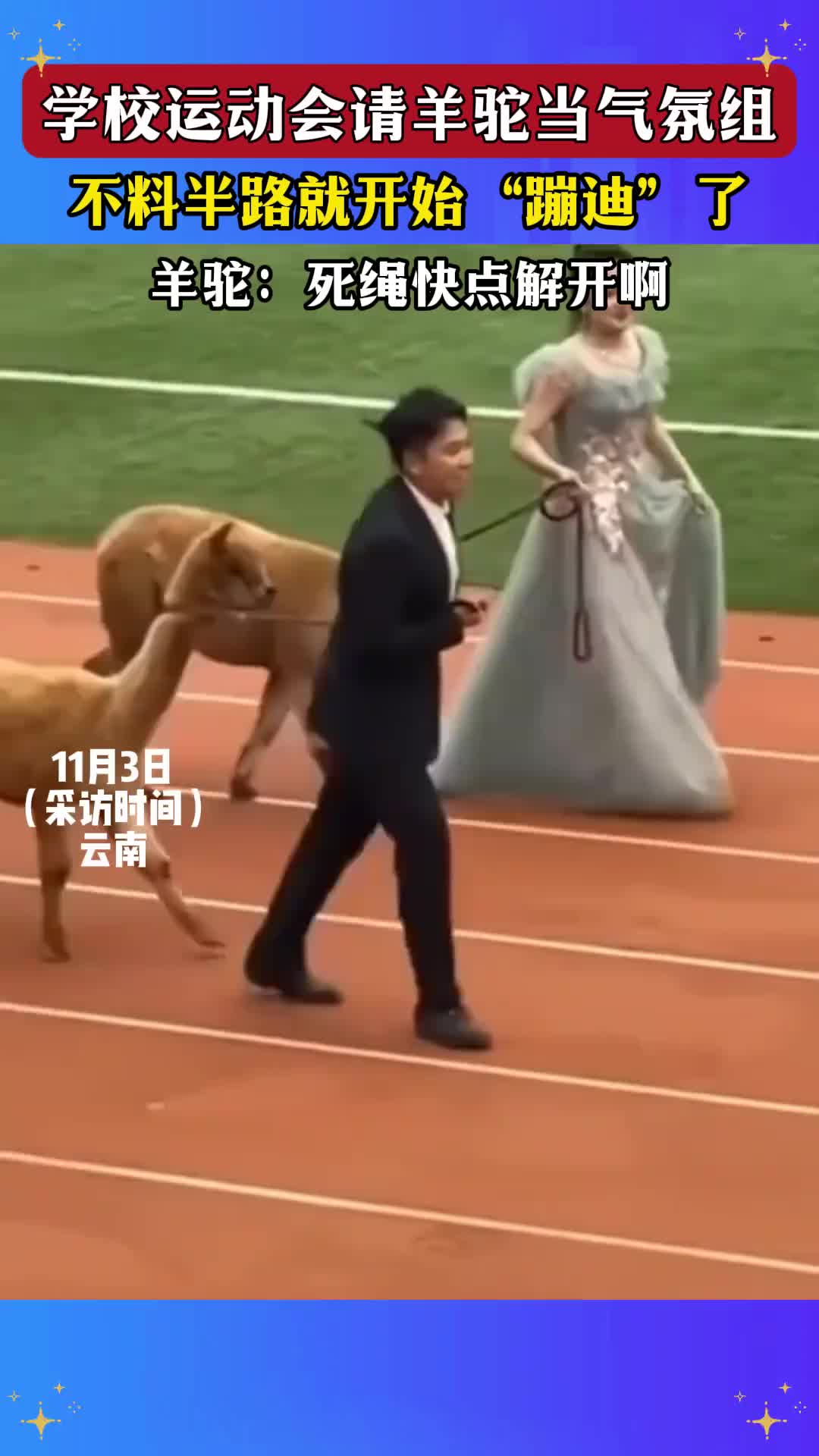 学校运动会请羊驼当气氛组，不料半路就开始“蹦迪”了！！