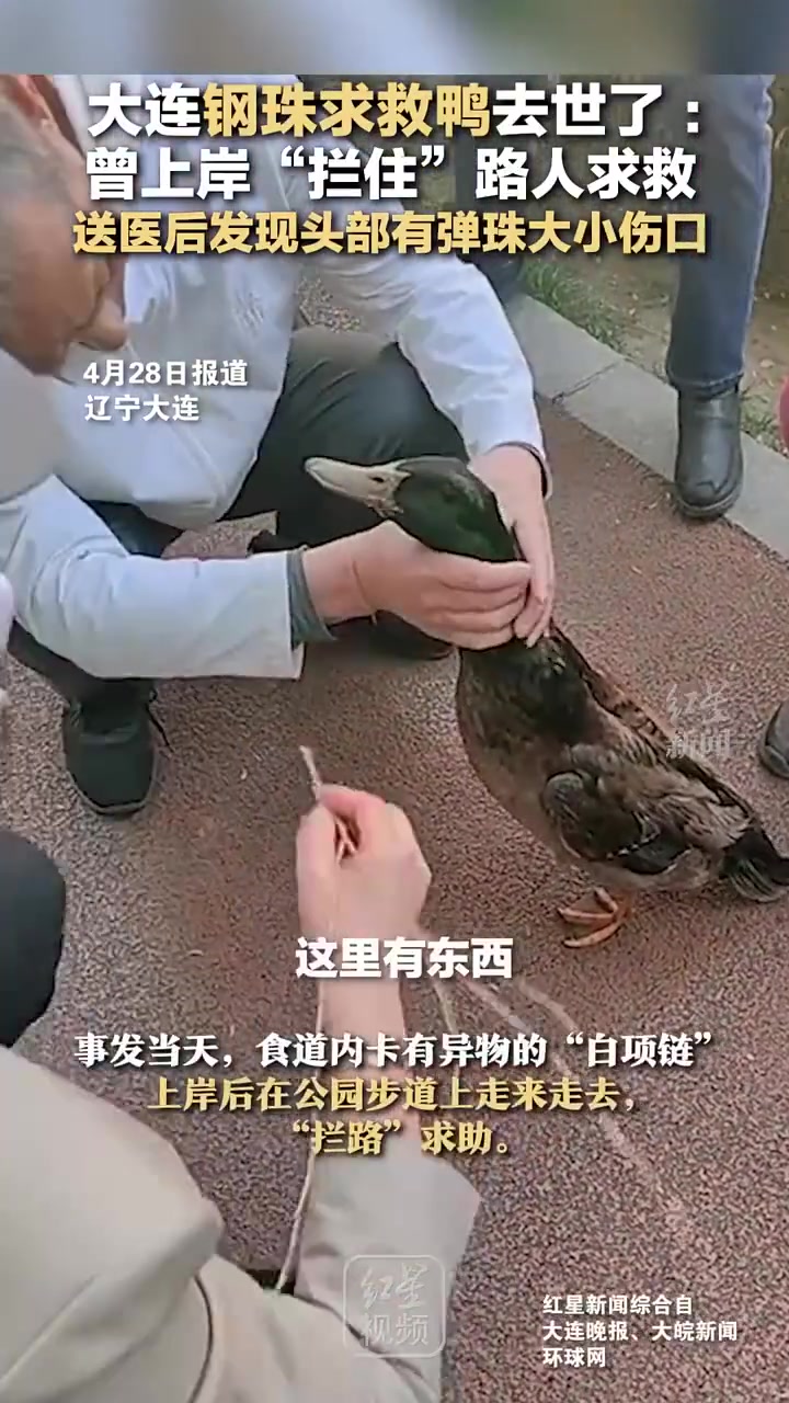 大连钢珠求救鸭去世了：曾上岸“拦住”路人求救