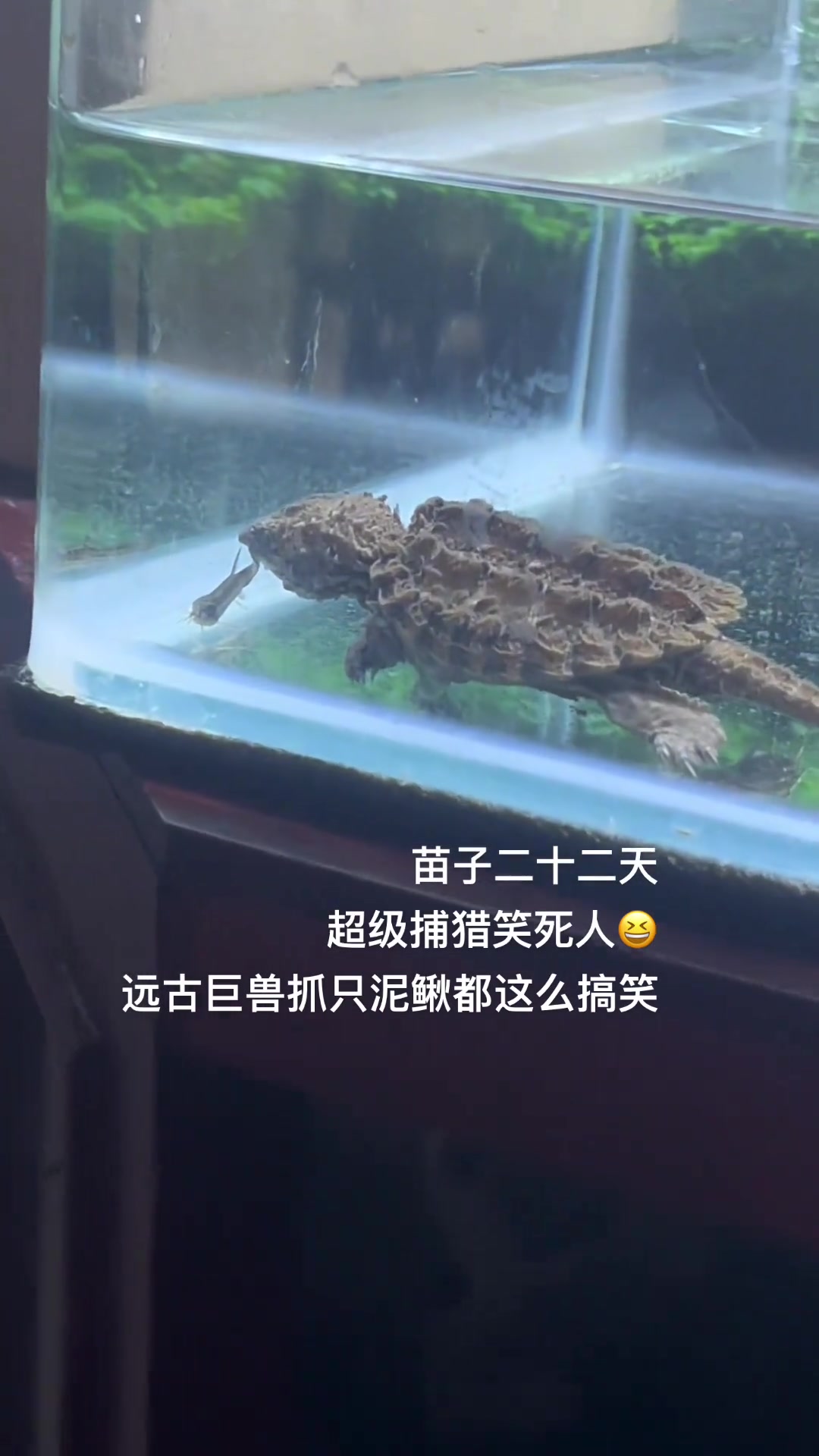 这大鄂龟捕猎也太搞笑了吧！