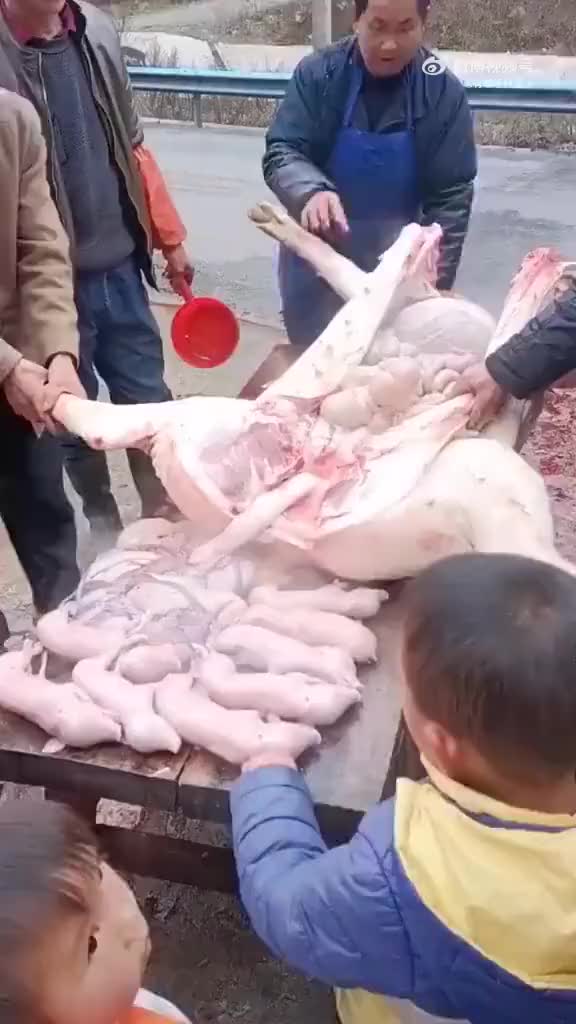 可惜了啊！这么多的小猪仔，一起全没了
