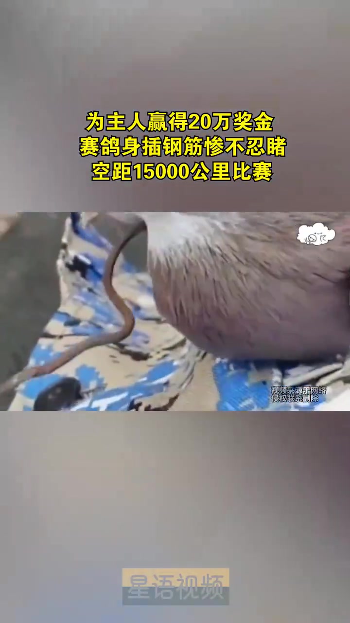 为主人赢得20万奖金，赛鸽身插钢筋惨不忍睹！！