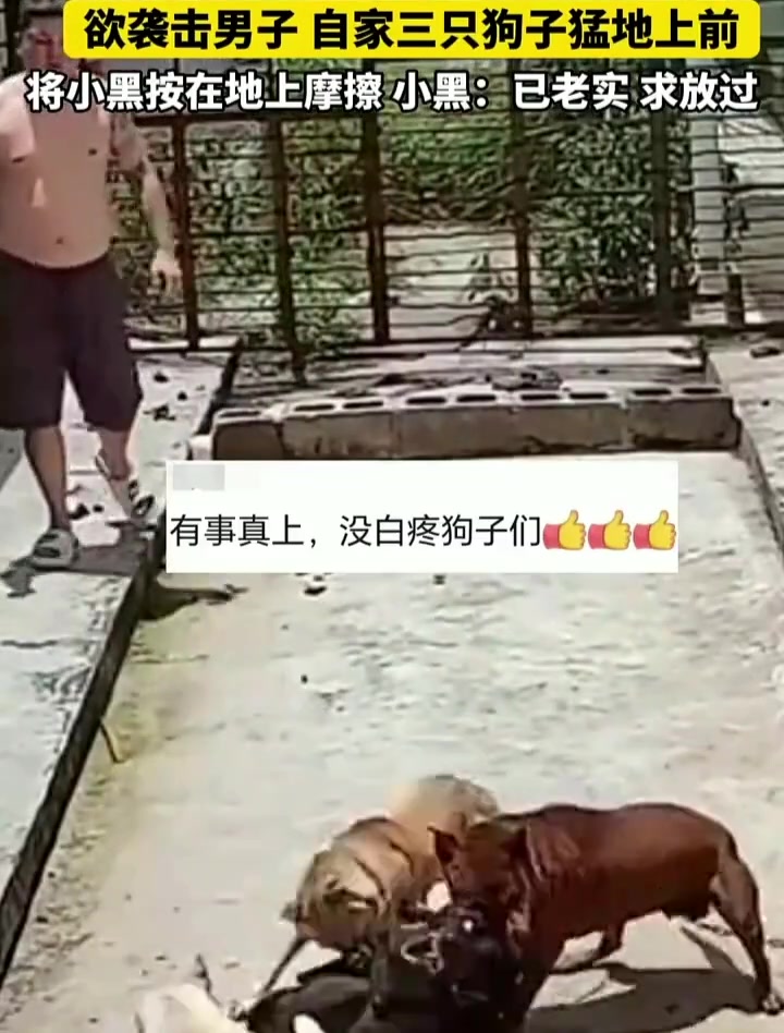 黑狗欲袭击男子自家三只狗子猛地上前