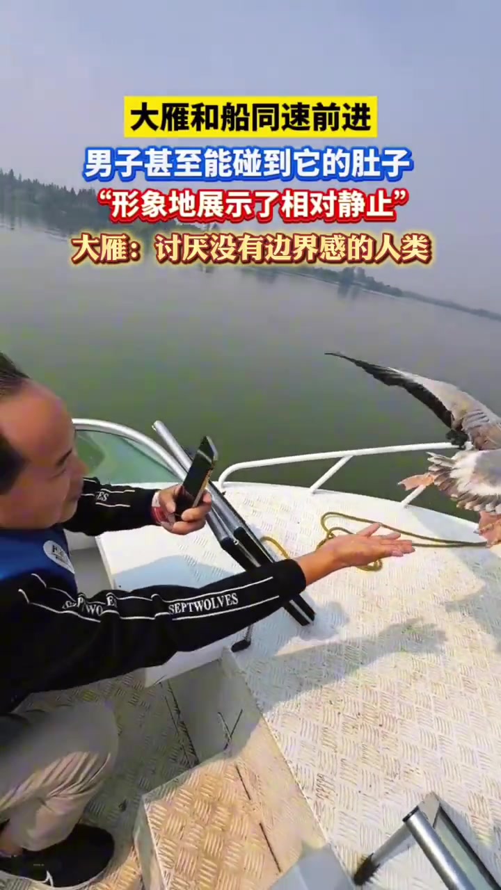 第一次这个角度观察大雁和船同速前进宛如悬停