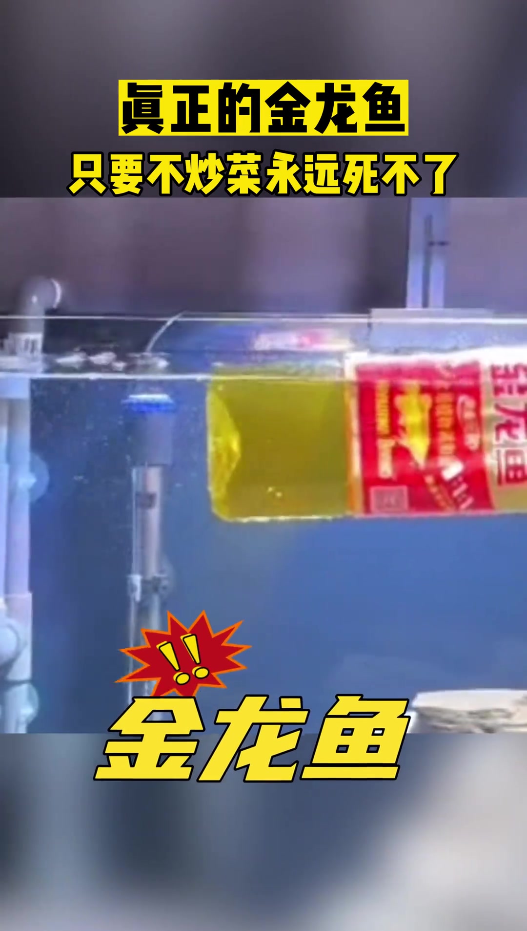 真正的金龙鱼只要不炒菜就永远死不了