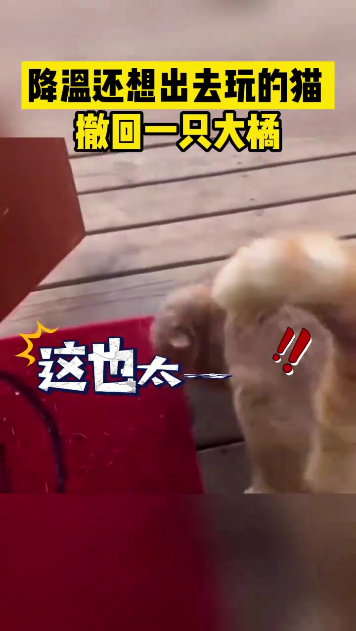 降温了还要出去玩的猫紧急撤回一个大橘
