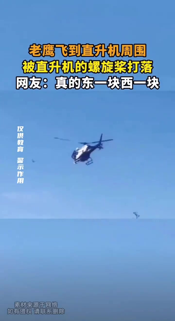 老鹰飞到直升机周围，被直升机的螺旋桨打落