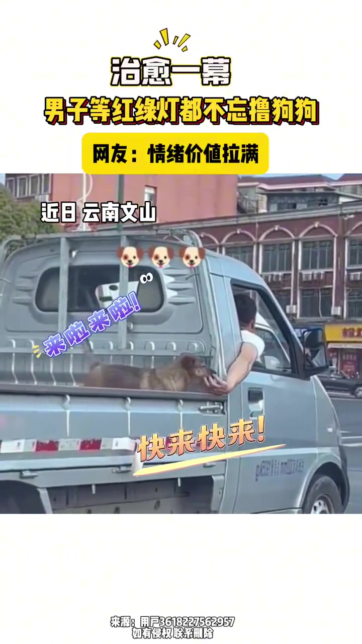 治愈一幕！男子等红绿灯都不忘撸狗狗网友：情绪价值拉满