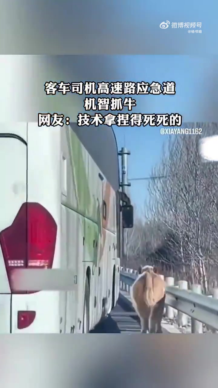 客车司机高速路应急道机智抓牛，网友：技术拿担得死死的