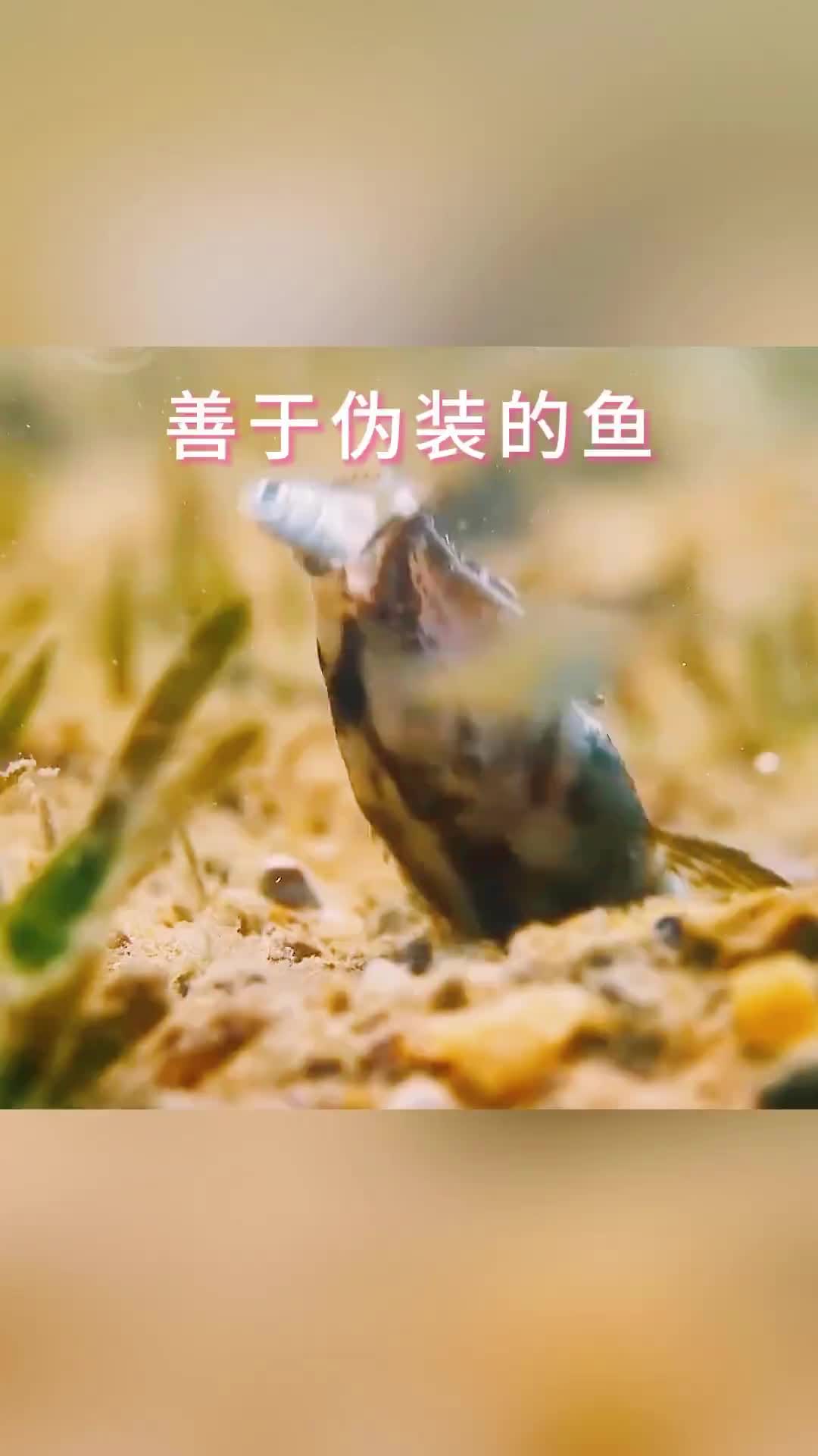 动物精湛的伪装捕食瞬间