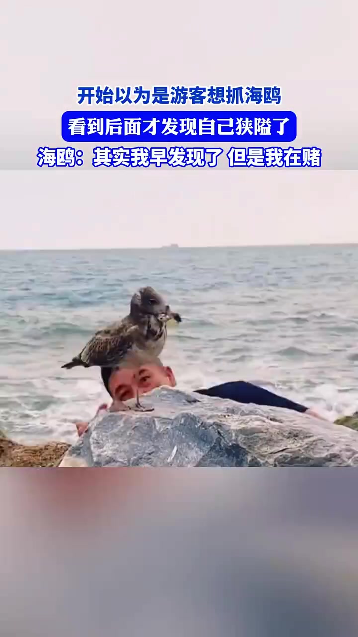 开始以为是游客想抓海鸥，看到后面才发现自己狭隘了