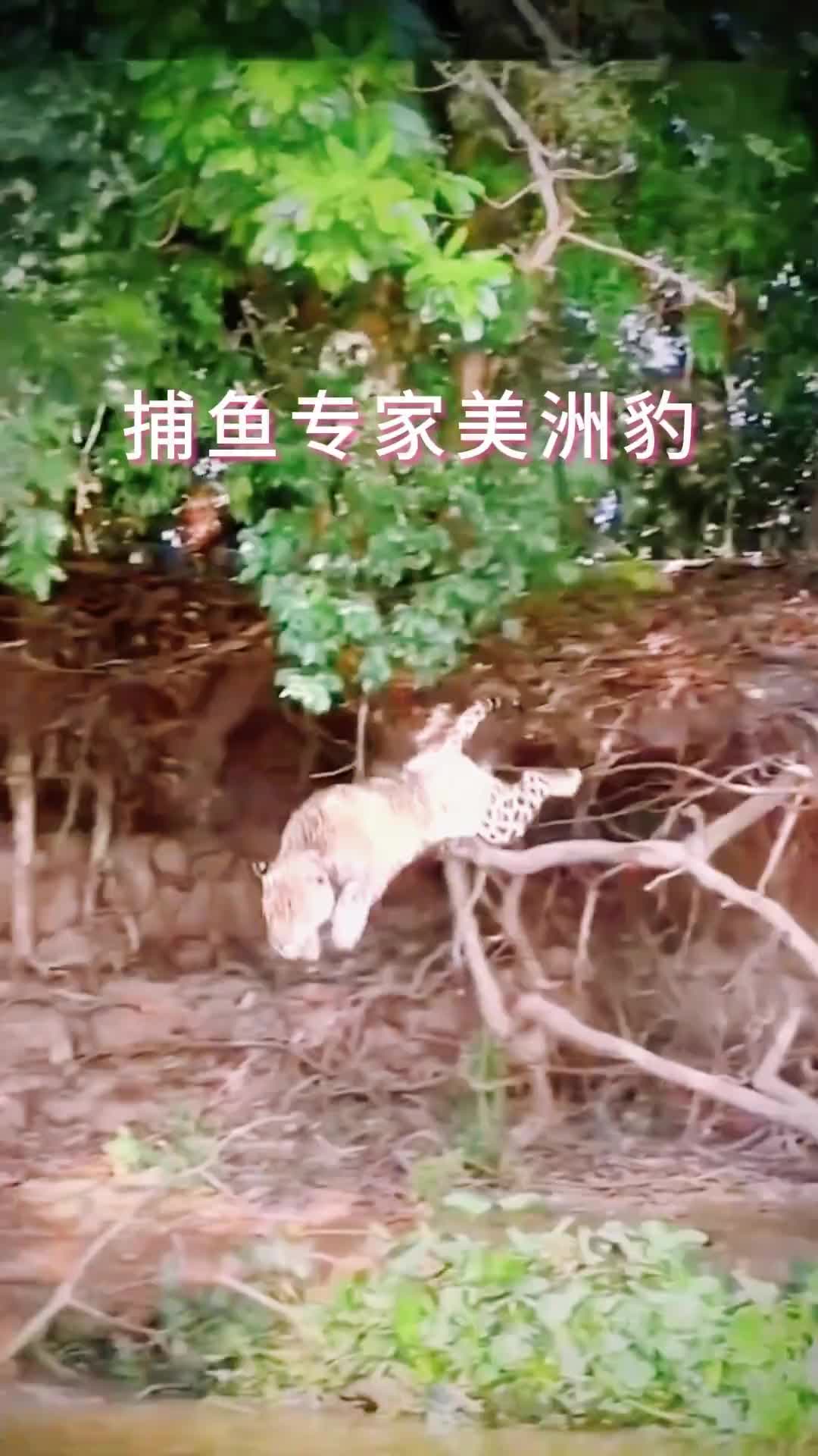 美洲豹vs鳄鱼进入对方主场丝毫不怕
