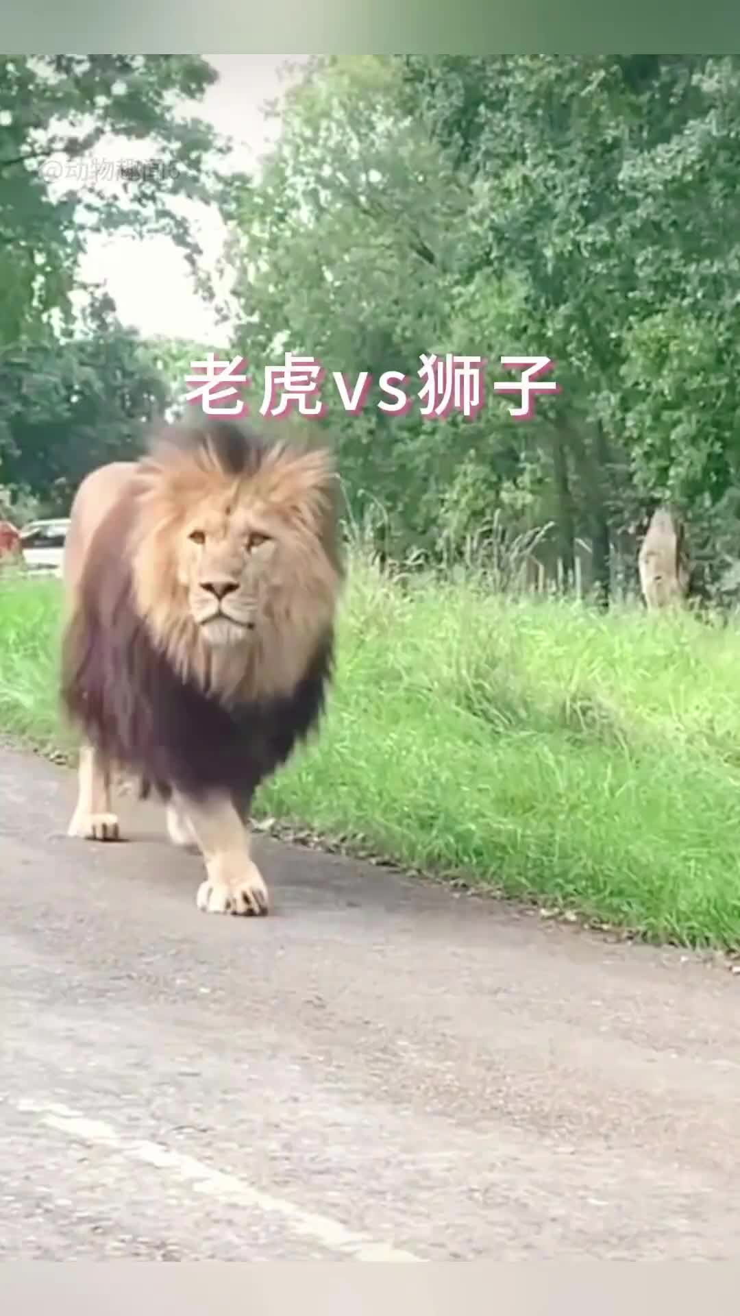 综合分析老虎VS狮子到底哪个强