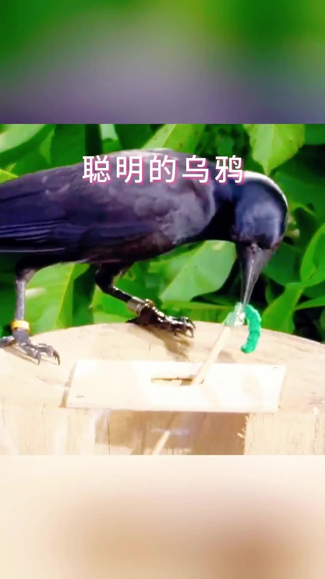 乌鸦有多聪明工具运用自如