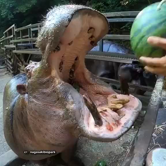 来看看河马啃西瓜一口一个就是吃相好像略微糙了点....