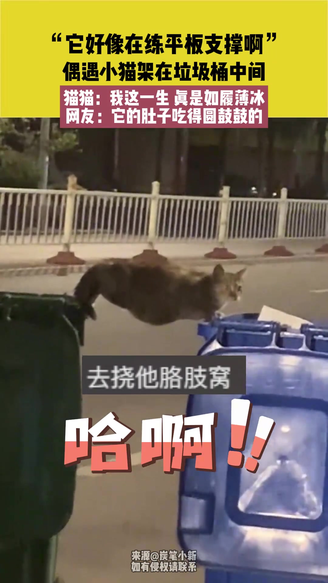 它好像在练平板支撑啊偶遇小猫架在垃圾桶中间