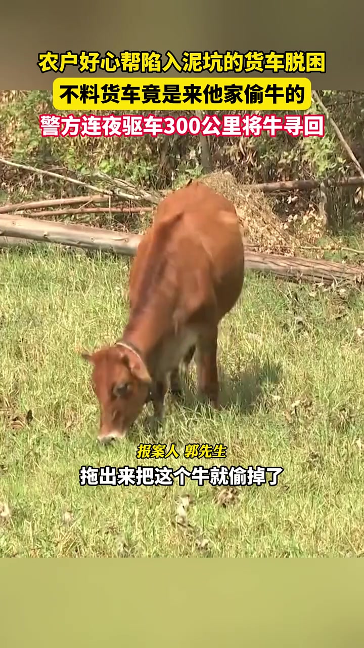 农户好心帮陷入泥坑的货车脱困，不料货车竟是来他家偷牛的
