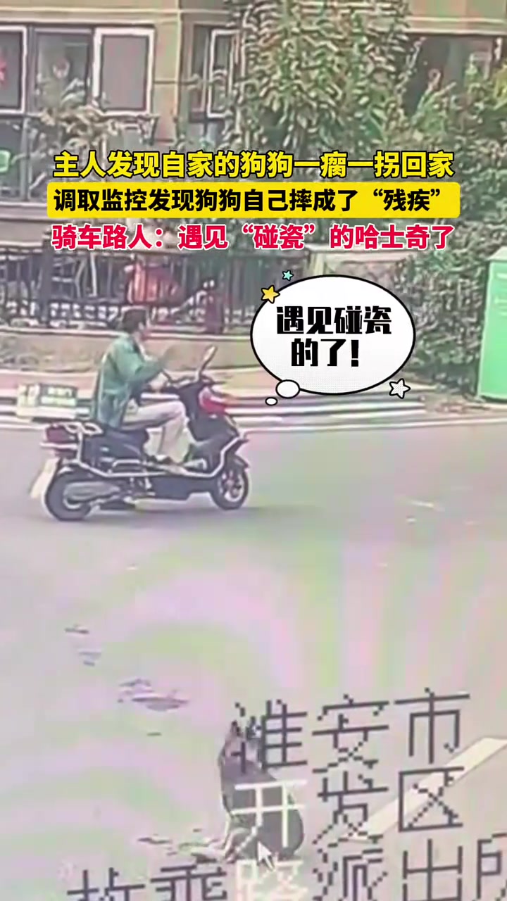 主人发现自家的狗狗一瘸一拐回家，调取监控发现狗狗自己摔成残疾