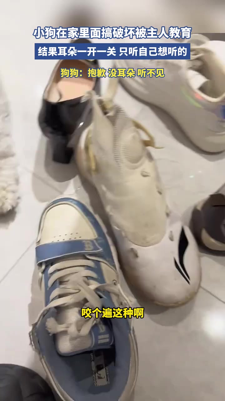 小狗在家里面搞破坏被主人教育，结果耳朵一开一关只听自己想听的