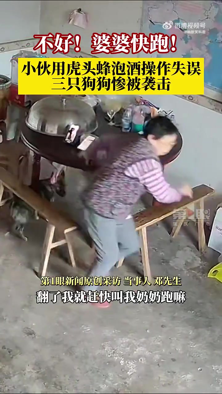 婆婆快跑！小伙用虎头蜂泡酒操作失误，蜂从笼中飞出四处乱窜