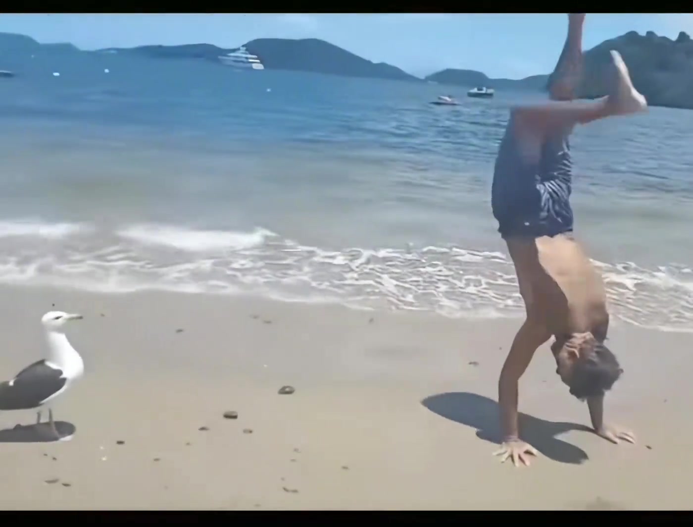 被嘲笑过吗，我说的是被海鸥嘲笑