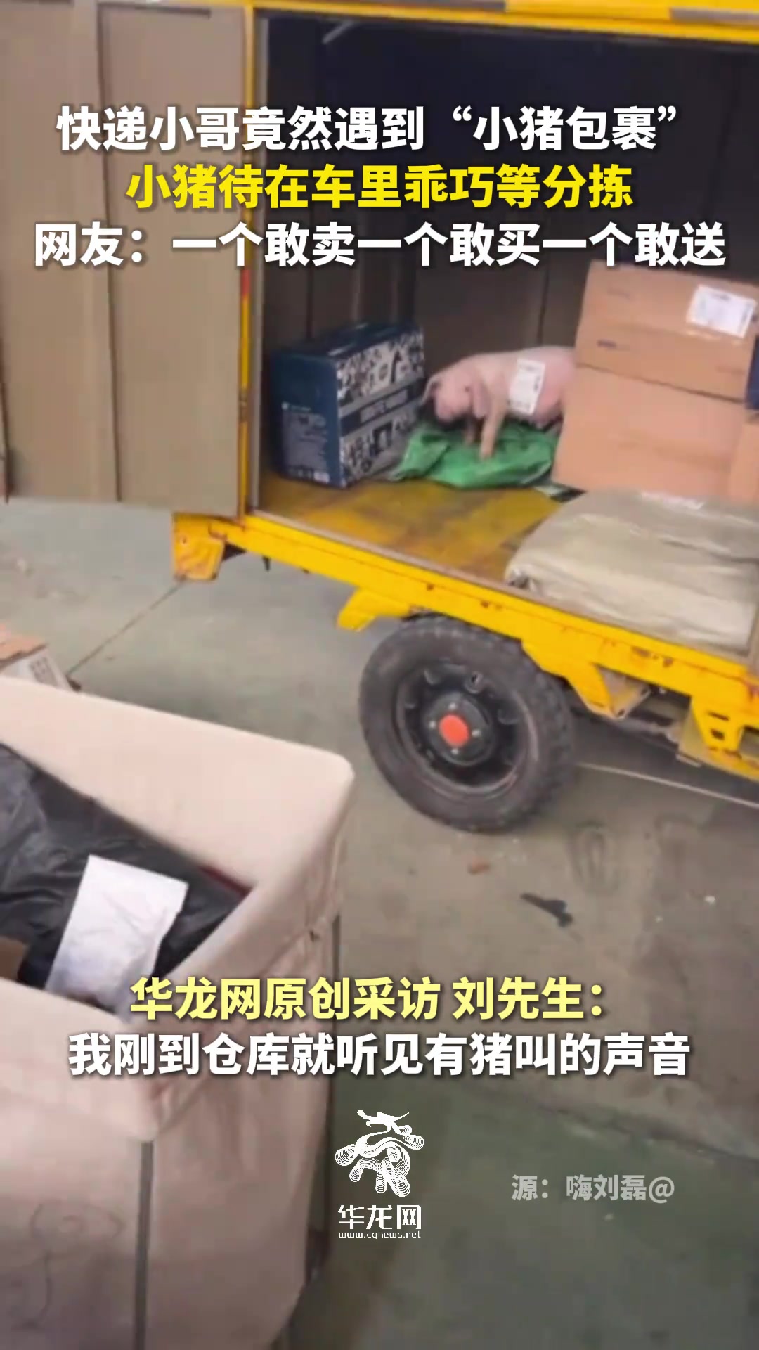 快递小哥竟然遇到“小猪包裹”，小猪待在车里乖巧等分拣
