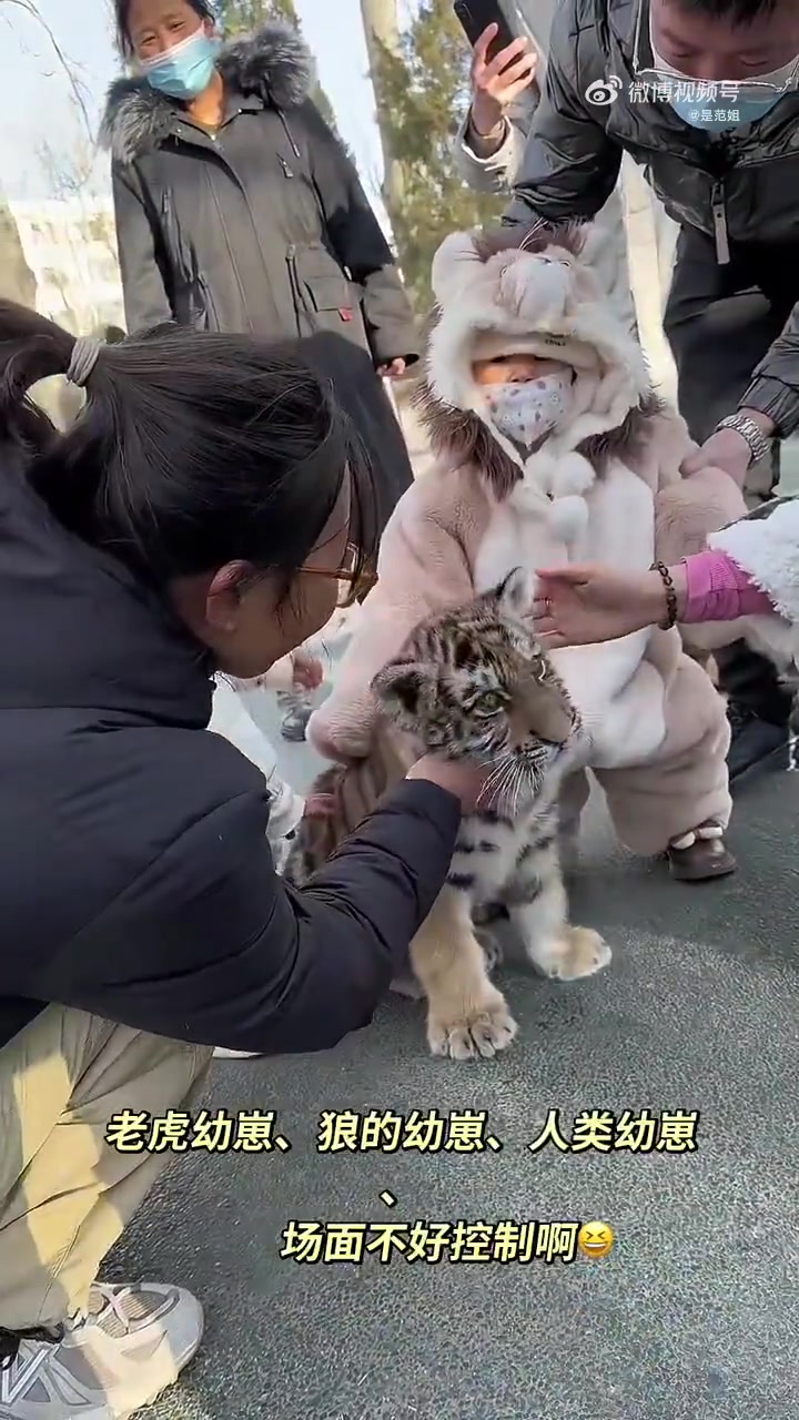 老虎幼崽，狼的幼崽，人类幼崽，场面不好控制啊！！